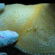 ヒメ日記 2025/05/21 13:00 投稿 浜辺みさき HANABI(福富町)