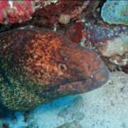 ヒメ日記 2025/05/24 13:01 投稿 浜辺みさき HANABI(福富町)