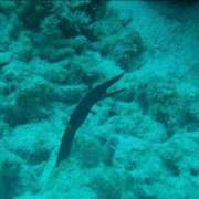 ヒメ日記 2025/05/25 13:01 投稿 浜辺みさき HANABI(福富町)