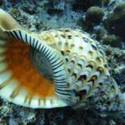 ヒメ日記 2025/05/28 13:00 投稿 浜辺みさき HANABI(福富町)