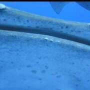 ヒメ日記 2025/06/03 13:00 投稿 浜辺みさき HANABI(福富町)