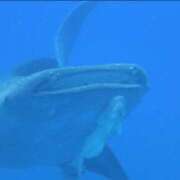 ヒメ日記 2025/06/04 13:00 投稿 浜辺みさき HANABI(福富町)