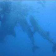 ヒメ日記 2025/06/07 13:00 投稿 浜辺みさき HANABI(福富町)