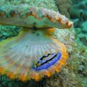 ヒメ日記 2025/06/10 13:00 投稿 浜辺みさき HANABI(福富町)