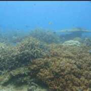 ヒメ日記 2025/06/11 13:02 投稿 浜辺みさき HANABI(福富町)