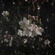 ヒメ日記 2026/03/29 23:59 投稿 みゆ 激安ピーチ