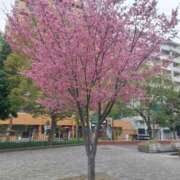 ヒメ日記 2025/03/07 19:18 投稿 いろは 横浜人妻セレブリティ（ユメオト）