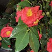 ヒメ日記 2025/03/08 08:30 投稿 いろは 横浜人妻セレブリティ（ユメオト）