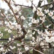 ヒメ日記 2025/03/11 21:22 投稿 いろは 横浜人妻セレブリティ（ユメオト）