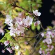 ヒメ日記 2025/03/12 08:10 投稿 いろは 横浜人妻セレブリティ（ユメオト）