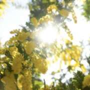 ヒメ日記 2025/03/12 19:46 投稿 いろは 横浜人妻セレブリティ（ユメオト）