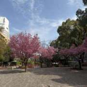 ヒメ日記 2025/03/20 08:26 投稿 いろは 横浜人妻セレブリティ（ユメオト）