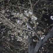 ヒメ日記 2025/04/02 22:35 投稿 いろは 横浜人妻セレブリティ（ユメオト）