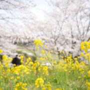 ヒメ日記 2025/04/03 08:30 投稿 いろは 横浜人妻セレブリティ（ユメオト）