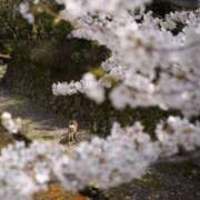 いろは 😂🌸美尻？🌸😂 横浜人妻セレブリティ（ユメオト）