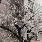 ヒメ日記 2025/03/29 15:48 投稿 あやめ 熟女家 堺東店