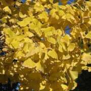 ヒメ日記 2024/12/24 13:28 投稿 矢納あずさ 五十路マダム 徳島店