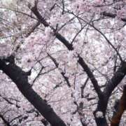 かのん さくら🌸 ナイスレディ