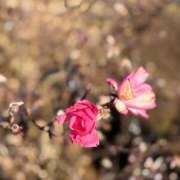 ヒメ日記 2025/04/14 00:30 投稿 すみれ チェックイン横浜女学園