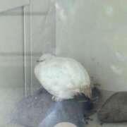 ヒメ日記 2025/04/23 15:32 投稿 すみれ チェックイン横浜女学園