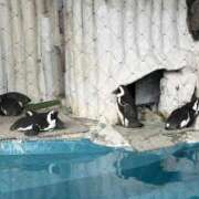 ヒメ日記 2025/11/30 18:44 投稿 すみれ チェックイン横浜女学園