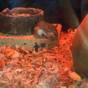 ヒメ日記 2025/12/07 17:28 投稿 すみれ チェックイン横浜女学園