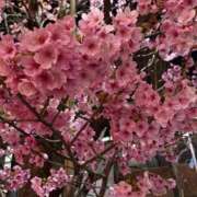 ヒメ日記 2026/04/08 13:01 投稿 すみれ チェックイン横浜女学園
