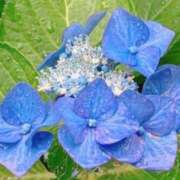 ヒメ日記 2025/07/01 22:51 投稿 (コスパ)柴田こう/地元出身 風俗イキタイいわき店