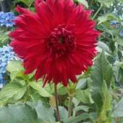 ヒメ日記 2025/07/17 08:01 投稿 (コスパ)柴田こう/地元出身 風俗イキタイいわき店