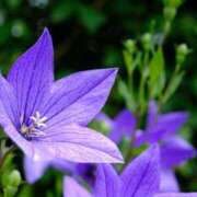 ヒメ日記 2025/11/02 00:21 投稿 (コスパ)柴田こう/地元出身 風俗イキタイいわき店