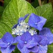 (コスパ)柴田こう/地元出身 出勤しました 風俗イキタイいわき店