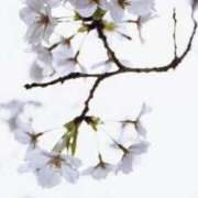 ヒメ日記 2025/04/14 20:07 投稿 せり 出逢い