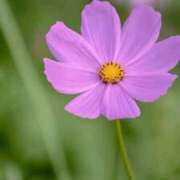 ヒメ日記 2025/05/02 19:27 投稿 せり 出逢い