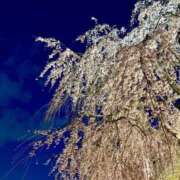 ヒメ日記 2025/04/03 23:51 投稿 ちか 即アポ奥さん〜名古屋店〜