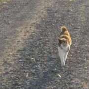 ヒメ日記 2025/08/13 15:07 投稿 八乙女あまね ハプニング痴漢電車or全裸入室