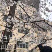 ヒメ日記 2025/04/08 11:30 投稿 桃ノ木　さくや ノーパンパンスト スケベなOL梅田・兎我野店