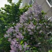 ヒメ日記 2025/05/26 06:48 投稿 真田佳織 五十路マダム 仙台店