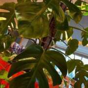 ヒメ日記 2025/05/27 09:16 投稿 真田佳織 五十路マダム 仙台店