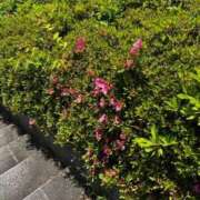 ヒメ日記 2025/05/29 11:46 投稿 真田佳織 五十路マダム 仙台店