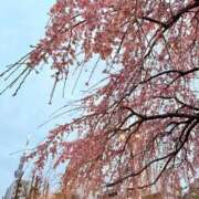 みこ お花見 鶯谷デリヘル倶楽部