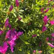 ヒメ日記 2026/04/14 10:22 投稿 みこ 鶯谷デリヘル倶楽部