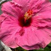 ヒメ日記 2025/10/01 02:28 投稿 冬月めめ 松戸人妻花壇