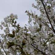 ヒメ日記 2025/04/01 19:53 投稿 小沢 池田マッサージ