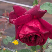 ヒメ日記 2025/06/09 12:48 投稿 小沢 池田マッサージ