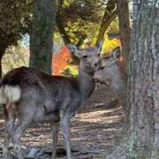 市来 なな(イチキ ナナ) 1月の予定。 翡翠の夢