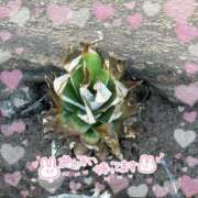 ヒメ日記 2025/07/16 14:55 投稿 天性のやわらかさ『りま』 ESSENCE