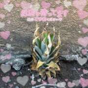 ヒメ日記 2025/07/21 11:53 投稿 天性のやわらかさ『りま』 ESSENCE