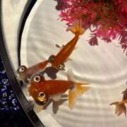 ヒメ日記 2025/08/22 18:38 投稿 天性のやわらかさ『りま』 ESSENCE