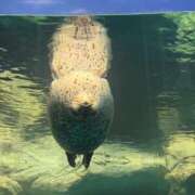 ヒメ日記 2025/09/14 20:45 投稿 天性のやわらかさ『りま』 ESSENCE