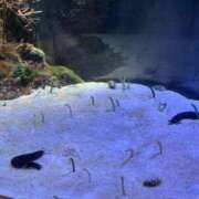 ヒメ日記 2025/09/27 15:09 投稿 天性のやわらかさ『りま』 ESSENCE